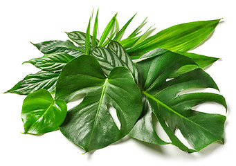 Image showing various tropical leaves 