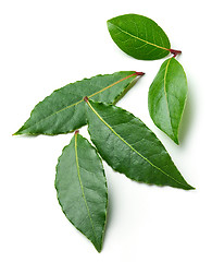 Image showing Fresh bay leaves