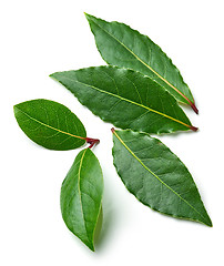 Image showing Fresh bay leaves