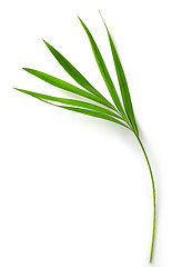 Image showing leaf of Areca palm