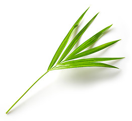 Image showing leaf of Areca palm