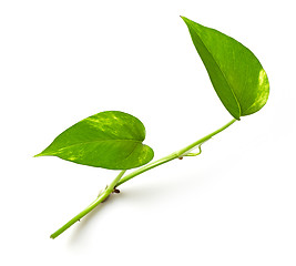 Image showing tropical leaves on white background