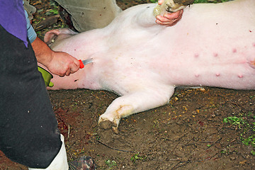 Image showing Traditional home made pig slaughtering in rural