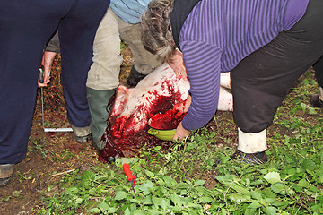 Image showing Traditional home made pig slaughtering in rural