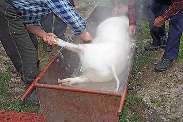 Image showing Traditional home made pig slaughtering in rural