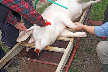 Image showing Traditional home made pig slaughtering in rural