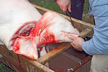 Image showing Traditional home made pig slaughtering in rural