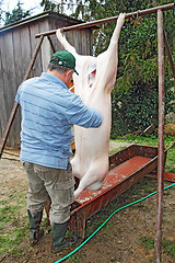 Image showing Traditional home made pig slaughtering in rural