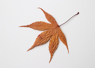 Image showing Autumn yellow dry leaf on white background