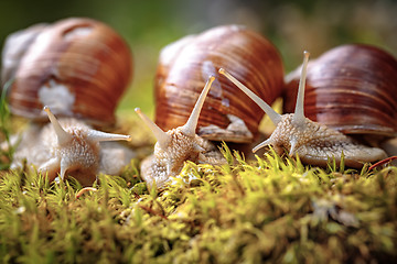 Image showing Helix pomatia also Roman snail, Burgundy snail