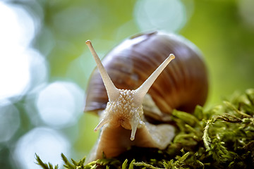 Image showing Helix pomatia also Roman snail, Burgundy snail