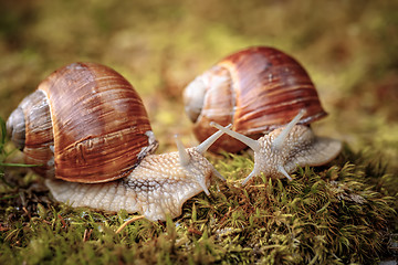 Image showing Helix pomatia also Roman snail, Burgundy snail