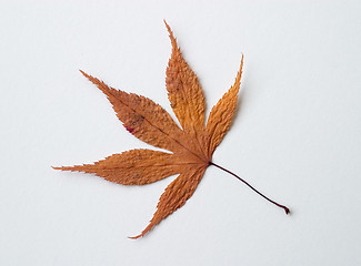 Image showing Autumn yellow dry leaf on white background