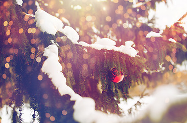 Image showing red christmas ball on fir tree branch with snow