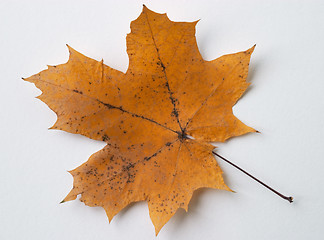 Image showing Autumn yellow dry maple leaf on white background