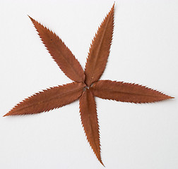 Image showing Autumn brown red dry leaf composition on white background