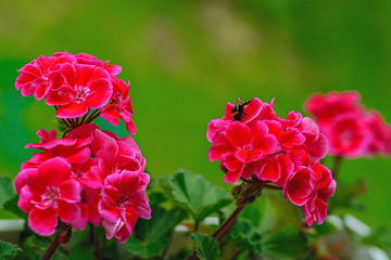 Image showing Flowers red geraniums.