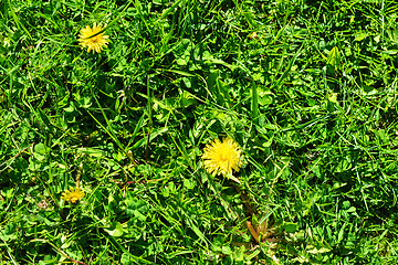 Image showing Dandelions on the grass.