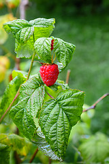 Image showing Juicy berry of raspberry.