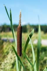 Image showing Reeds and leaves.