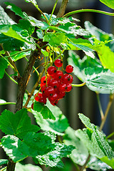 Image showing Red currant berries.