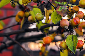 Image showing Wild apple tree.