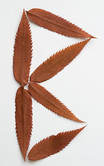 Image showing B letter: alphabet and numbers with autumn brown red dry leaf on white background