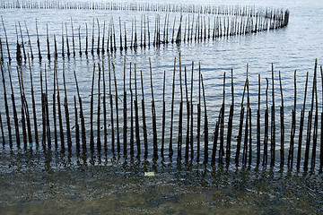 Image showing Bamboo wall in the sea