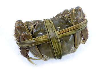 Image showing Raw shanghai hairy crab
