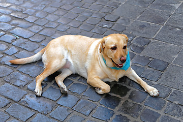 Image showing Labrador Dog