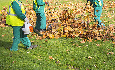 Image showing Workers cleaning fallen autumn leaves with a leaf blower 