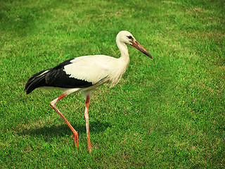 Image showing stork