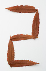 Image showing 5 five number: alphabet and numbers with autumn brown red dry leaf on white background