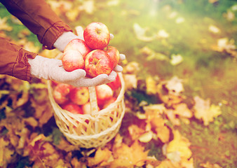 Image showing woman with basket of apples at autumn garden