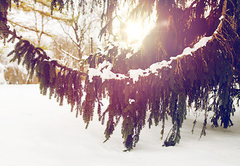 Image showing fir branch and snow in winter forest