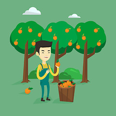 Image showing Farmer collecting oranges vector illustration.