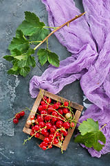 Image showing red currant