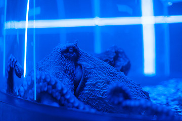 Image showing portrait of the octopus underwater