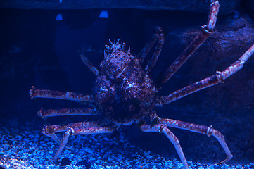 Image showing A giant crab under the water