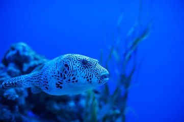 Image showing Different marine animals