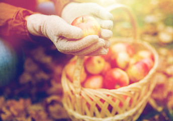 Image showing woman with basket of apples at autumn garden