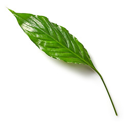 Image showing tropical leaf on white background
