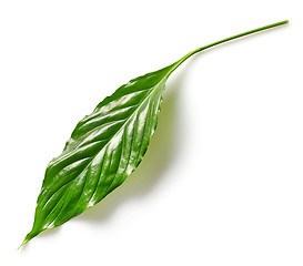 Image showing tropical leaf on white background