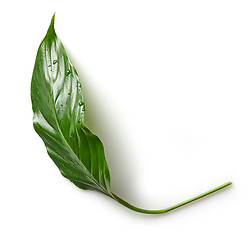 Image showing tropical leaf on white background