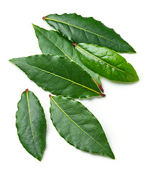 Image showing Fresh bay leaves
