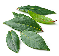 Image showing Fresh bay leaves