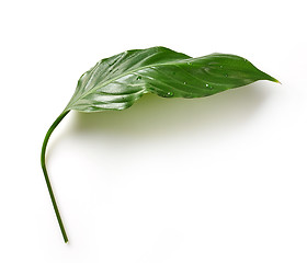 Image showing fresh green tropical leaf
