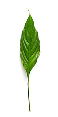 Image showing green tropical leaf