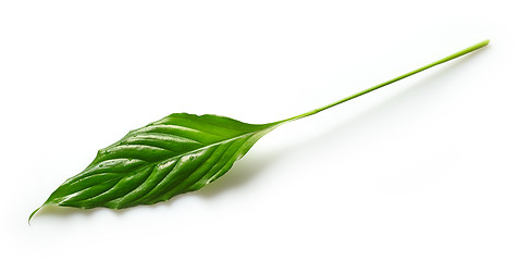 Image showing fresh green tropical leaf