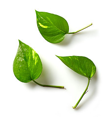 Image showing tropical leaves on white background